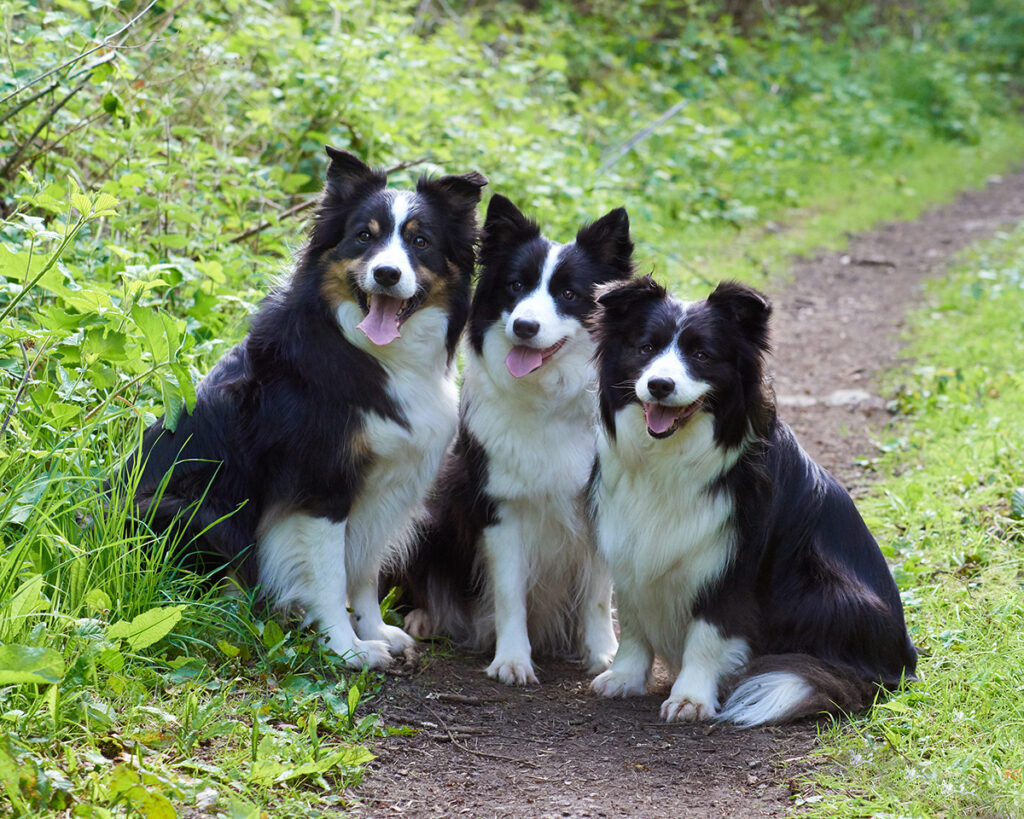 3 dogs sitting in the park